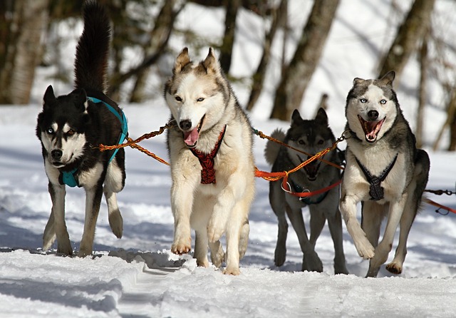 Chiens de traineau arnachés courant dans la neige
